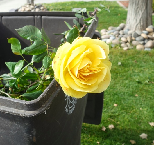 Pruning roses, January, yard work, roses, yellow roses