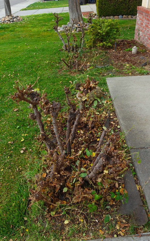 Pruning roses, January, yard work, roses, yellow roses