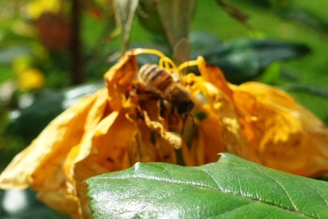Honey bee, roses, spring, pollination