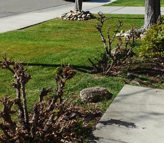 rose garden, winter rose bushes, roses