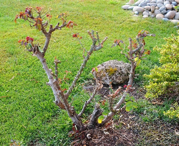 roses, new growth, growing back, rose bushes