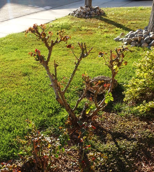 rose garden, growing back rose bushes, leaves