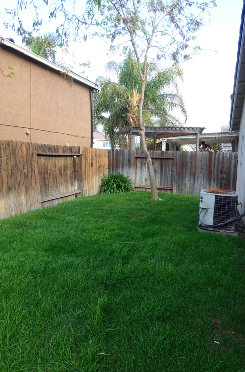 back yard, mowing, yard work, grass