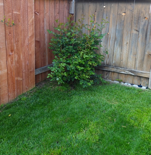 backyard rose bush, fence corner, mowed lawn