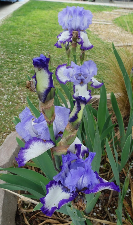 iris, blooms, spring, colorful flowers, Caliifornia spring