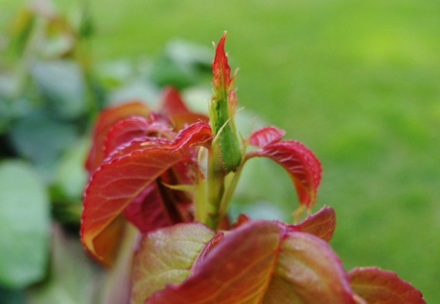roses, spring, california, renewal, hope