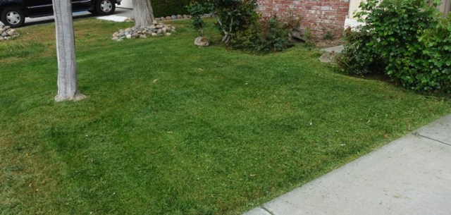 front yard, mowed, mowing, green grass