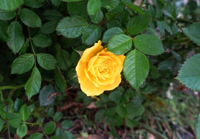 first rose, miniature rose, rose garden