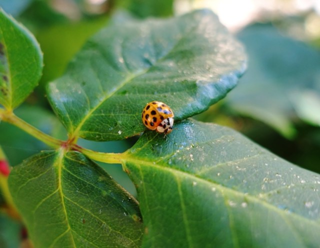 ladybug, orange ladybug, roses, Harmonia axyridis