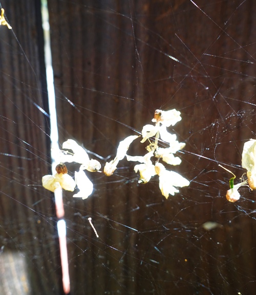 spider web, blossoms, backyard, fence