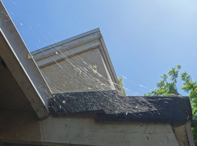 spider web, roof line, shingle, backyard