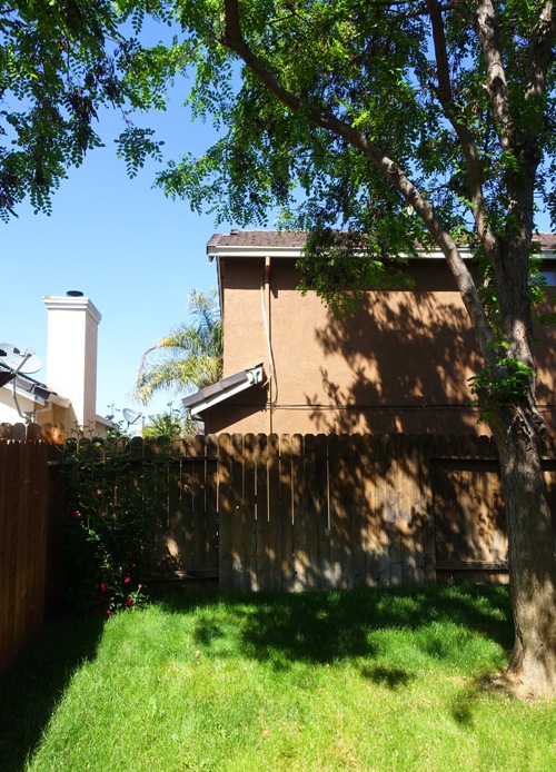 back yard, rose bush, tree, spring time