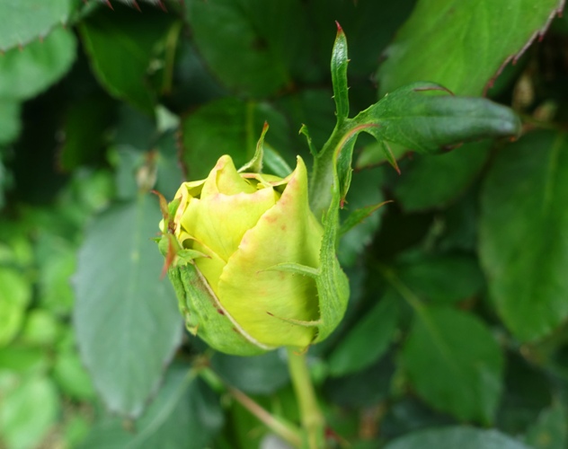 Opening rose, st. Patrick rose, yellow rose, rose garden