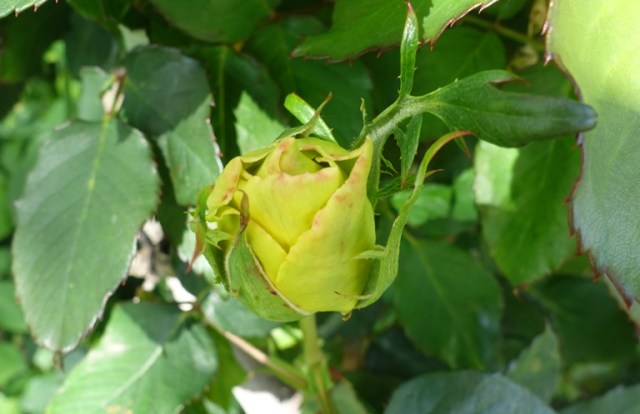 Opening rose, st. Patrick rose, yellow rose, rose garden