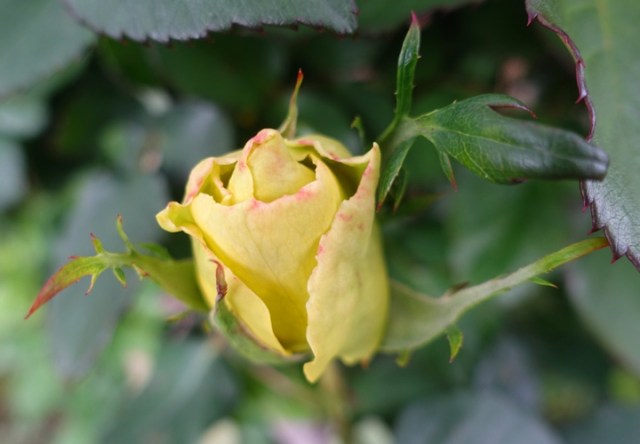 Opening rose, st. Patrick rose, yellow rose, rose garden