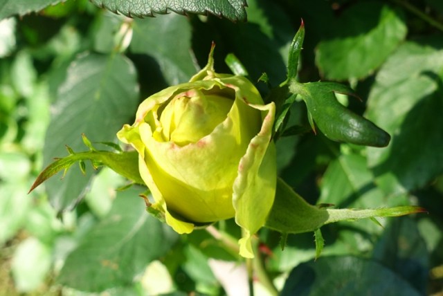 Opening rose, st. Patrick rose, yellow rose, rose garden