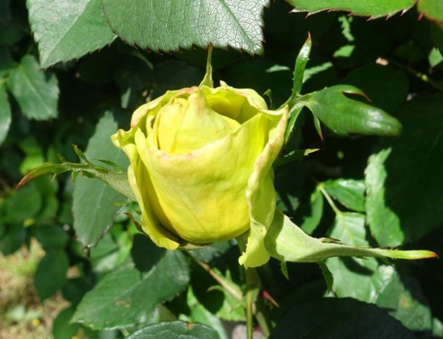 Opening rose, st. Patrick rose, yellow rose, rose garden
