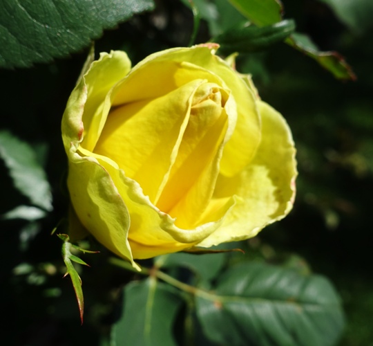 Opening rose, st. Patrick rose, yellow rose, rose garden