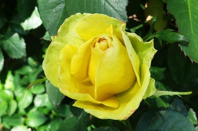 Opening rose, st. Patrick rose, yellow rose, rose garden