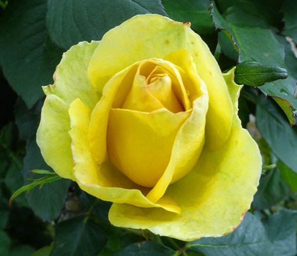 Opening rose, st. Patrick rose, yellow rose, rose garden