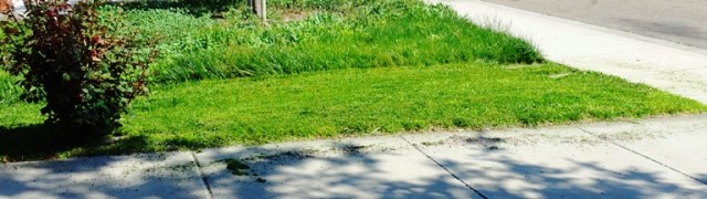 side yard, mowing, green grass