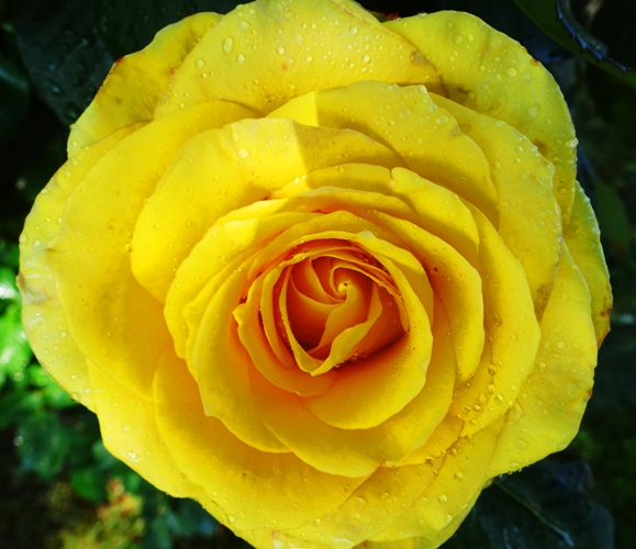 raindrops on roses, sprinkler drops, roses, yellow rose