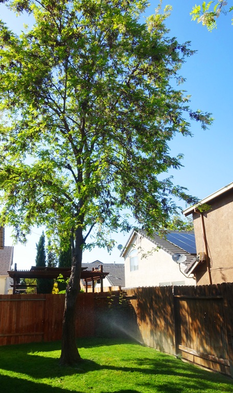 backyard, sprinklers, watering, green grass