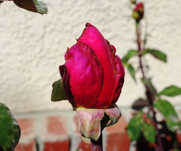 Mister LIncoln rose, red rose, fragrant rose, first red roses, rose garden