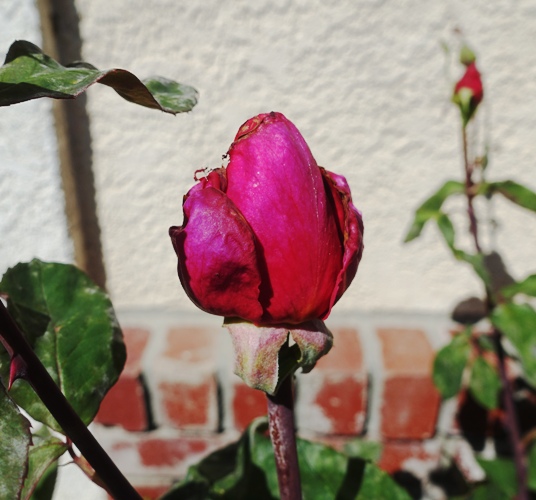 Mister LIncoln rose, red rose, fragrant rose, first red roses, rose garden