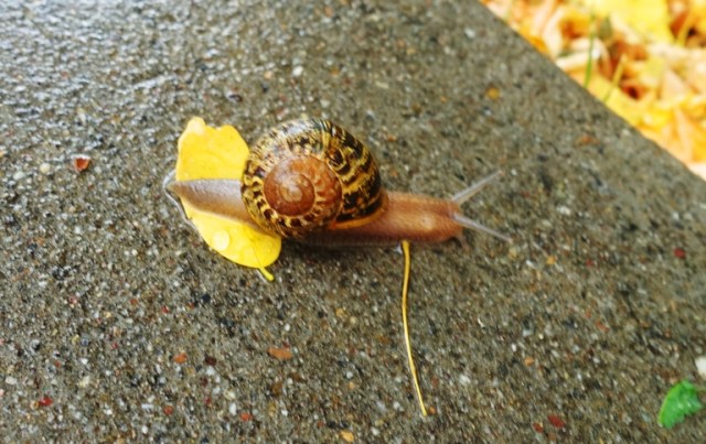snail after the rain wet sidewalk