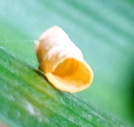 rolled leaf, agapanthus, spring