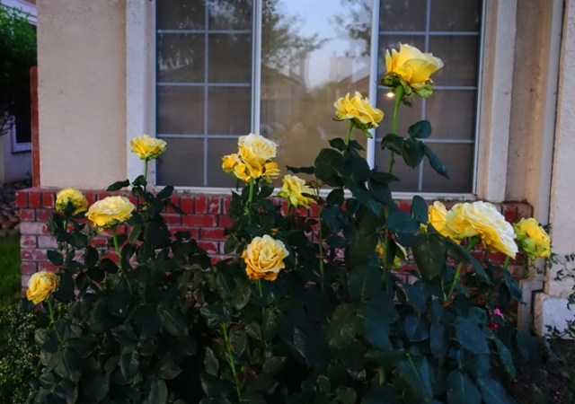 Yellow roses, dusk, california roses