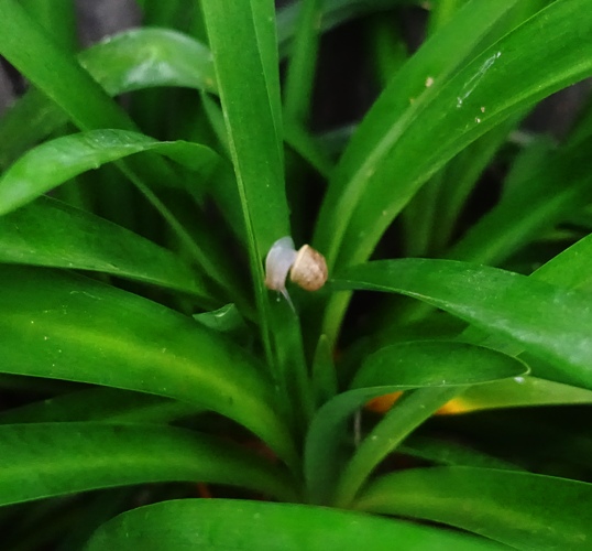 snails, agapanthus, backyard, garden snails