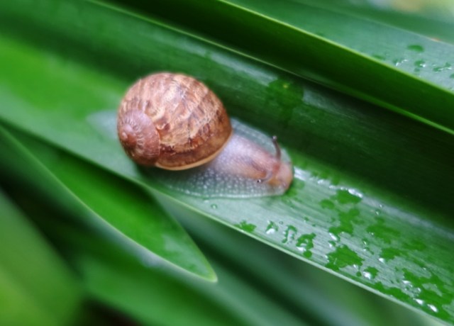 snails, agapanthus, backyard, garden snails