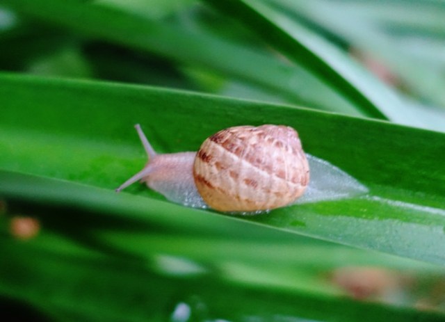 snails, agapanthus, backyard, garden snails