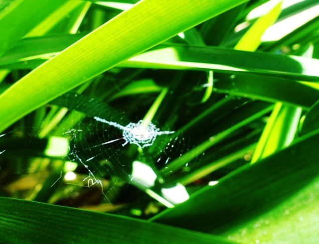 agapanthus, spider web, spiders, backyard