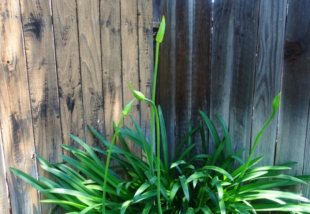 agapanthus scapes, pods, bracts, flowers