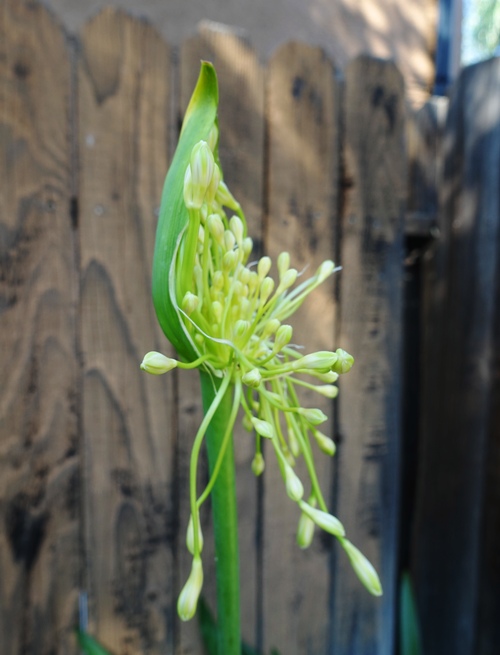 agapanthus scapes, pods, bracts, flowers