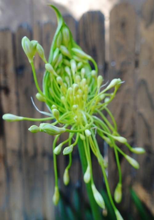 agapanthus scapes, pods, bracts, flowers