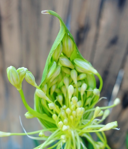 agapanthus scapes, pods, bracts, flowers