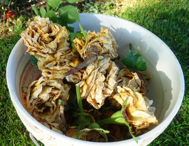 dried out rose, parchment rose, st. patrick rose