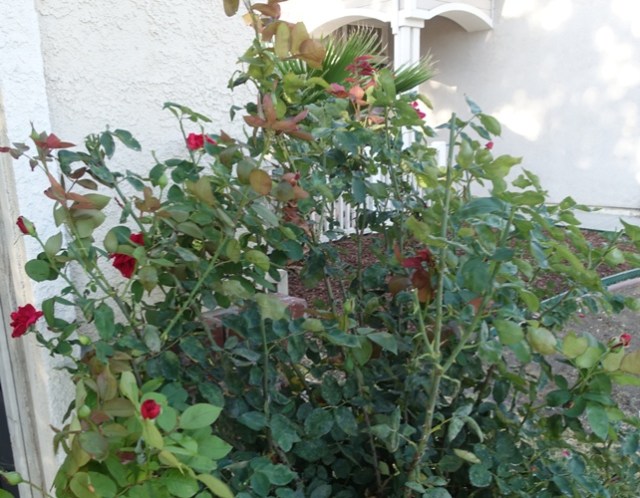 mister lincoln rose, red roses, yardwork