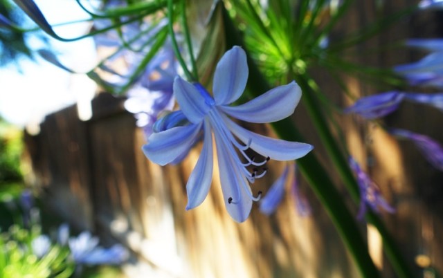 agapanthus, flower, petals, backyard