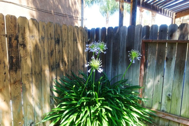 agapanthus, yard, flowers, backyard