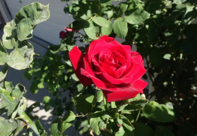 roses, rose bush, red rose, Mr. Linclon Rose