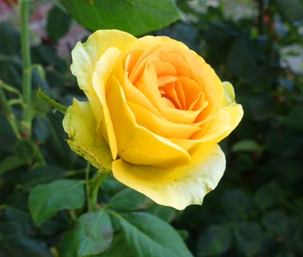 St. Patrick Rose, green petals, rose, yellow rose