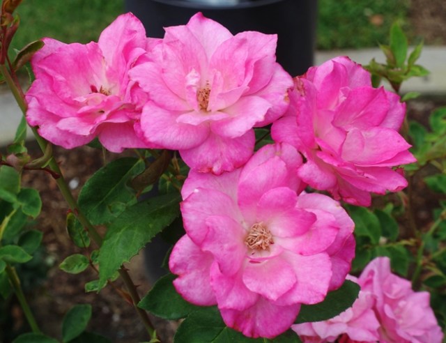 Tracy community rose garden, roses, garden, blooms