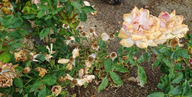 Tracy community rose garden, roses, garden, blooms