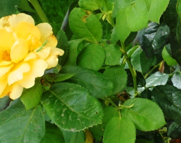rose bush, praying matis, insects, rose garden