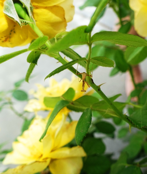 rose bush, praying matis, insects, rose garden
